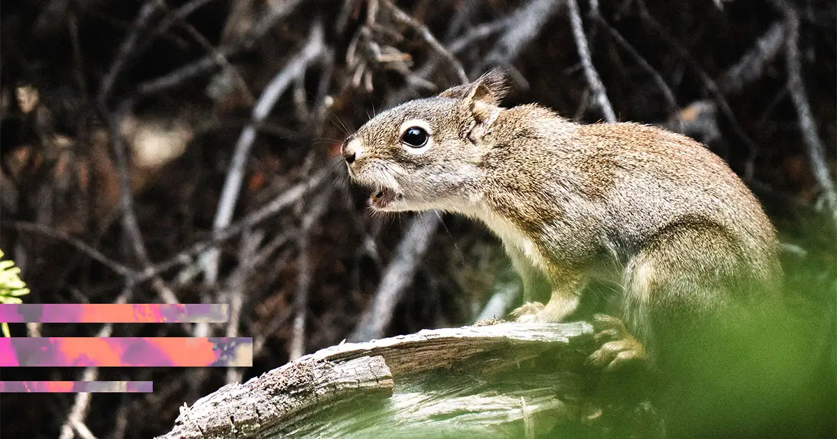 A red squirrel on a log with its mouth open, mid-chatter